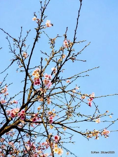 2025內湖樂活公園夜櫻季(Cherry Blossoms exhibition at Naihu park, Taipei, Taiwan,  by SJKen, Jan 28, 2025)