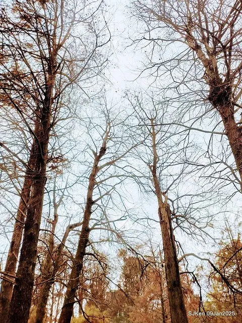 台北大湖公園落羽松(Bald Cypress at Big Lake park, Taipei, Taiwan, Jan 9, 2025, by SJKen)