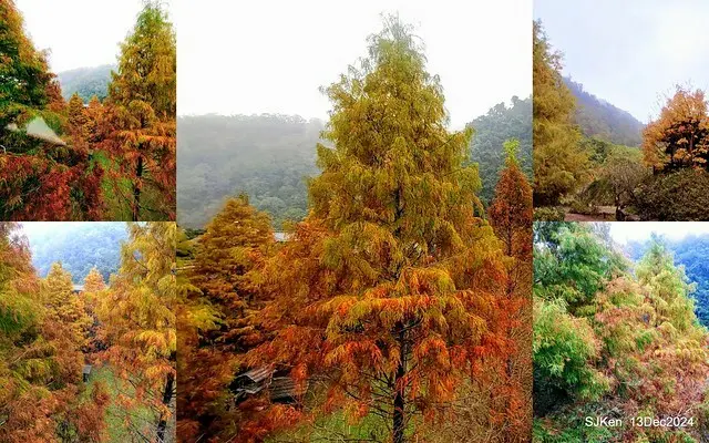 2024.12.13 造訪苗栗縣南庄雲水溫泉度假莊園落羽松湖秘境莊園(Bald Cypress lake landscape at Cloud-Water Resort Villa),   , Miaoli county, North Taiwan, photos by SJKen , Dec 13, 2024.