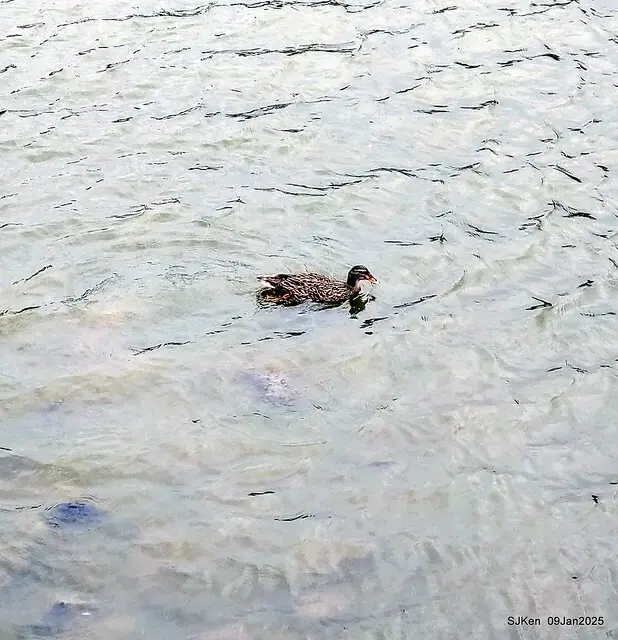 台北大湖公園與碧湖公園水鳥(Waterbirds at the Big lake park & Green lake park) , Taipei, Taiwan, SJKen , 09 Jan 2025.