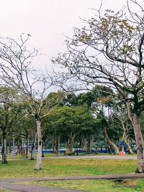 台北大湖公園落羽松(Bald Cypress at Big Lake park, Taipei, Taiwan, Jan 9, 2025, by SJKen)