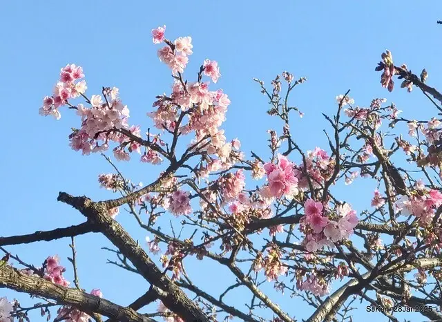 2025內湖樂活公園夜櫻季(Cherry Blossoms exhibition at Naihu park, Taipei, Taiwan,  by SJKen, Jan 28, 2025)