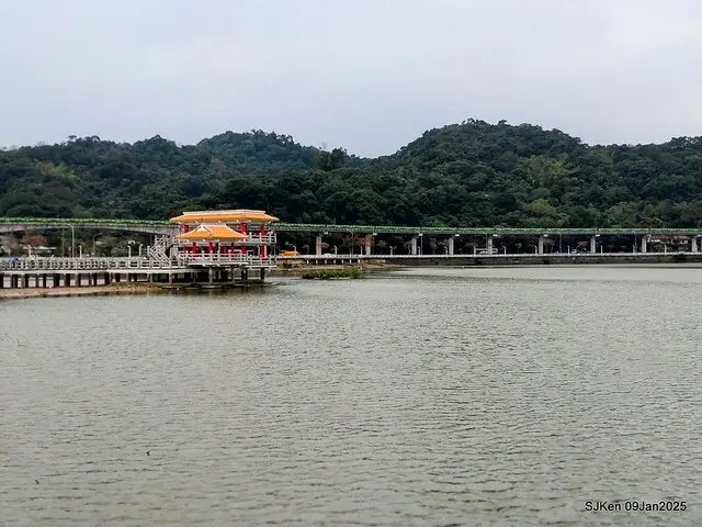 台北大湖公園落羽松(Bald Cypress at Big Lake park, Taipei, Taiwan, Jan 9, 2025, by SJKen)