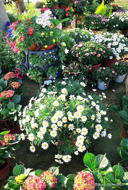 2025內湖樂活公園夜櫻季(Cherry Blossoms exhibition at Naihu park, Taipei, Taiwan,  by SJKen, Jan 28, 2025)