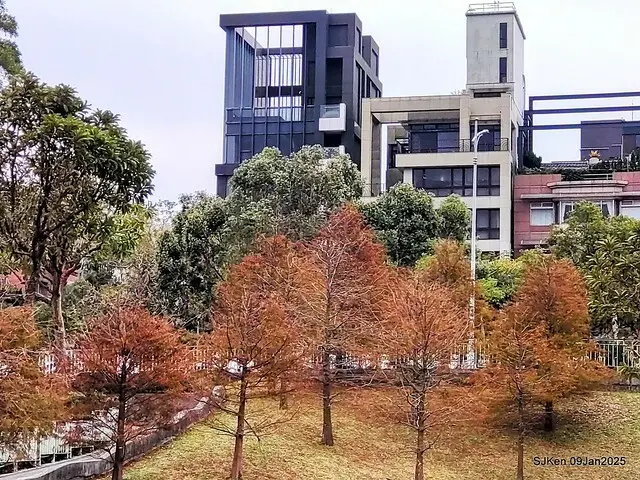 台北大湖公園落羽松(Bald Cypress at Big Lake park, Taipei, Taiwan, Jan 9, 2025, by SJKen)