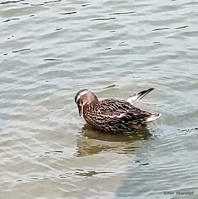 台北大湖公園與碧湖公園水鳥(Waterbirds at the Big lake park & Green lake park) , Taipei, Taiwan, SJKen , 09 Jan 2025.
