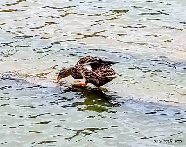 台北大湖公園與碧湖公園水鳥(Waterbirds at the Big lake park & Green lake park) , Taipei, Taiwan, SJKen , 09 Jan 2025.