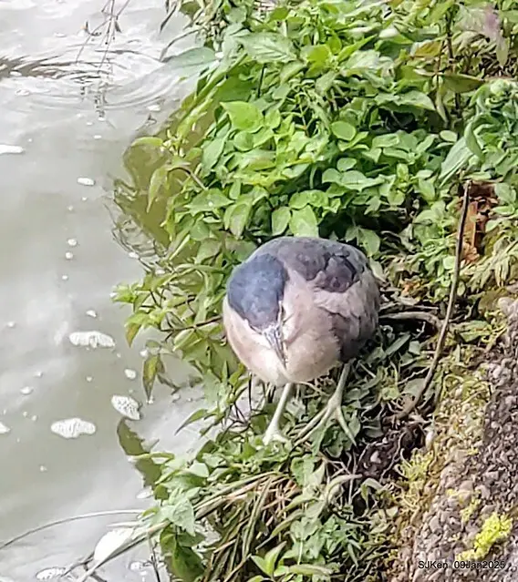 台北大湖公園與碧湖公園水鳥(Waterbirds at the Big lake park & Green lake park) , Taipei, Taiwan, SJKen , 09 Jan 2025.