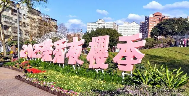 2025內湖樂活公園夜櫻季(Cherry Blossoms exhibition at Naihu park, Taipei, Taiwan,  by SJKen, Jan 28, 2025)