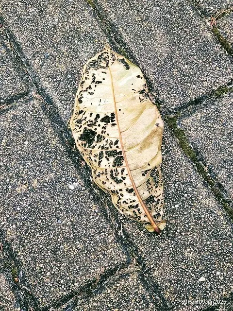 台北大湖公園落羽松(Bald Cypress at Big Lake park, Taipei, Taiwan, Jan 9, 2025, by SJKen)