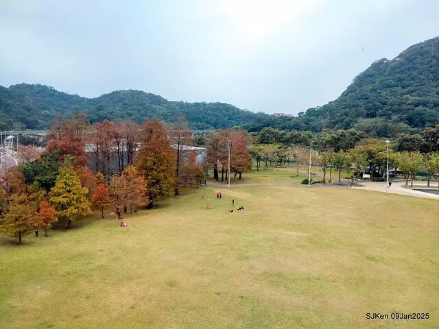 台北大湖公園落羽松(Bald Cypress at Big Lake park, Taipei, Taiwan, Jan 9, 2025, by SJKen)