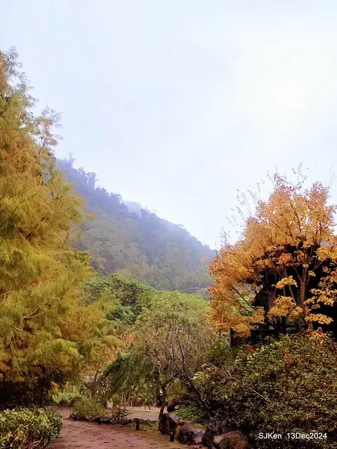 2024.12.13 造訪苗栗縣南庄雲水溫泉度假莊園落羽松湖秘境莊園(Bald Cypress lake landscape at Cloud-Water Resort Villa),   , Miaoli county, North Taiwan, photos by SJKen , Dec 13, 2024.