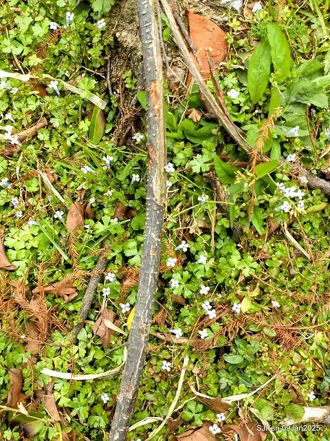 台北大湖公園落羽松(Bald Cypress at Big Lake park, Taipei, Taiwan, Jan 9, 2025, by SJKen)