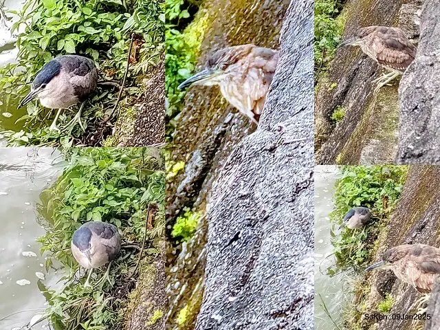 台北大湖公園與碧湖公園水鳥(Waterbirds at the Big lake park & Green lake park) , Taipei, Taiwan, SJKen , 09 Jan 2025.