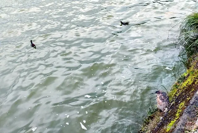 台北大湖公園與碧湖公園水鳥(Waterbirds at the Big lake park & Green lake park) , Taipei, Taiwan, SJKen , 09 Jan 2025.