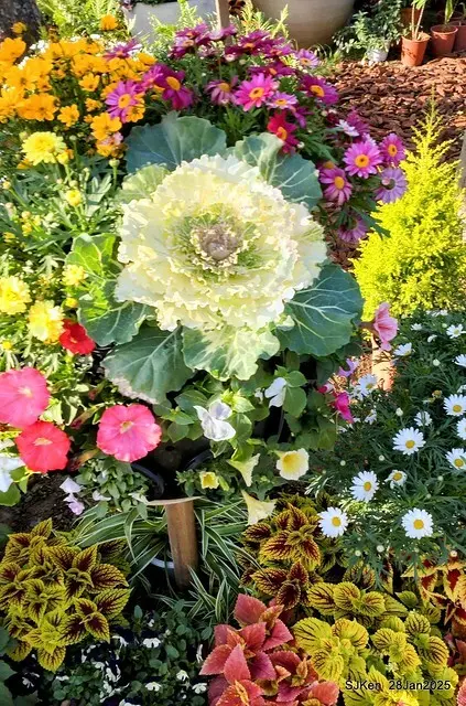 2025內湖樂活公園夜櫻季(Cherry Blossoms exhibition at Naihu park, Taipei, Taiwan,  by SJKen, Jan 28, 2025)