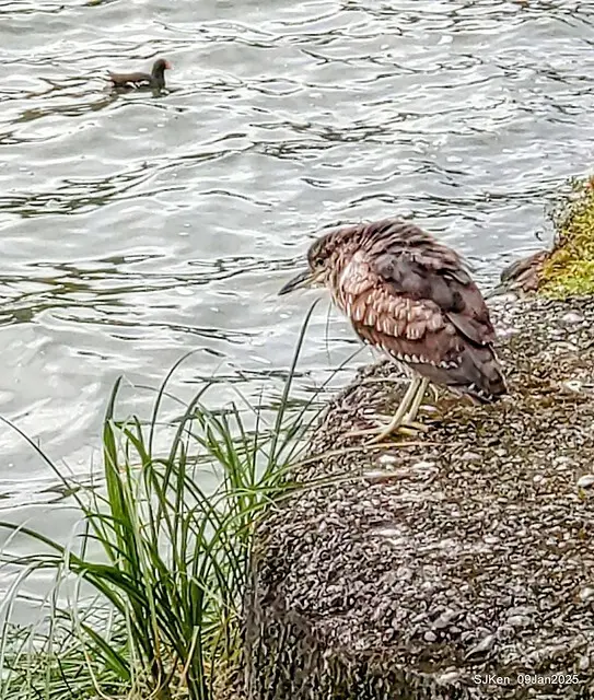 台北大湖公園與碧湖公園水鳥(Waterbirds at the Big lake park & Green lake park) , Taipei, Taiwan, SJKen , 09 Jan 2025.