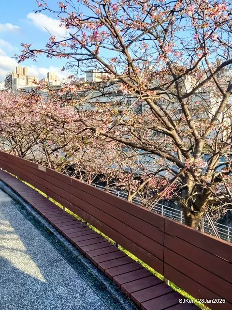 2025內湖樂活公園夜櫻季(Cherry Blossoms exhibition at Naihu park, Taipei, Taiwan,  by SJKen, Jan 28, 2025)