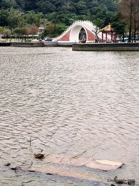 台北大湖公園與碧湖公園水鳥(Waterbirds at the Big lake park & Green lake park) , Taipei, Taiwan, SJKen , 09 Jan 2025.