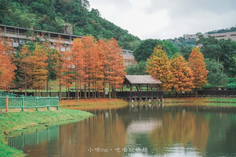台北市士林區【台北落羽松】原住民文化主題公園｜夢幻湖景落羽松林搭公車就能到！免門票任你拍到爆，台北士林景點