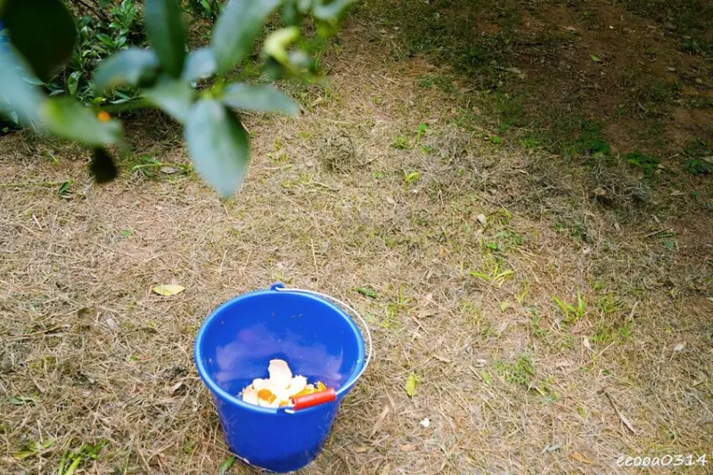 新竹採橘子「東山農園」，砂糖橘、桶柑、茂谷柑應有盡有，現採現