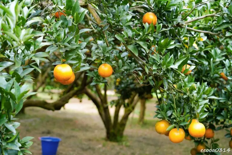 新竹採橘子「東山農園」，砂糖橘、桶柑、茂谷柑應有盡有，現採現