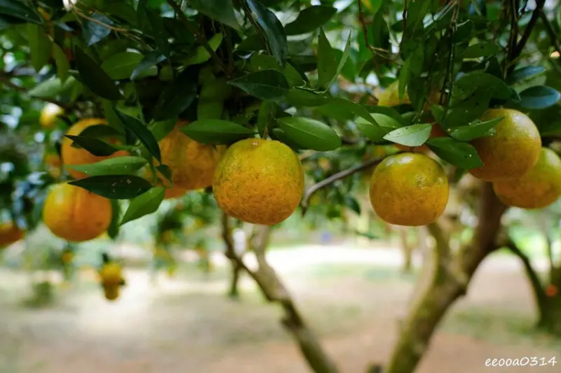 新竹採橘子「東山農園」，砂糖橘、桶柑、茂谷柑應有盡有，現採現