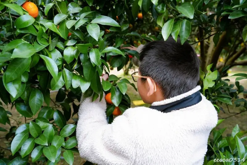 新竹採橘子「東山農園」，砂糖橘、桶柑、茂谷柑應有盡有，現採現