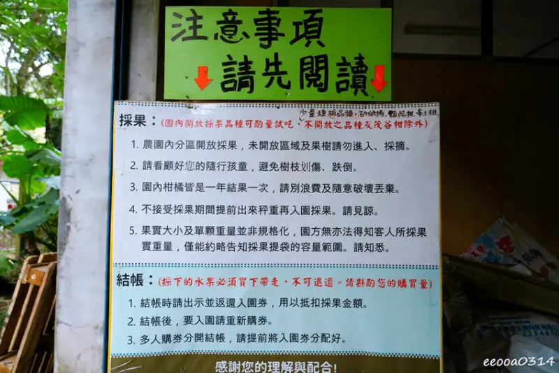 新竹採橘子「東山農園」，砂糖橘、桶柑、茂谷柑應有盡有，現採現