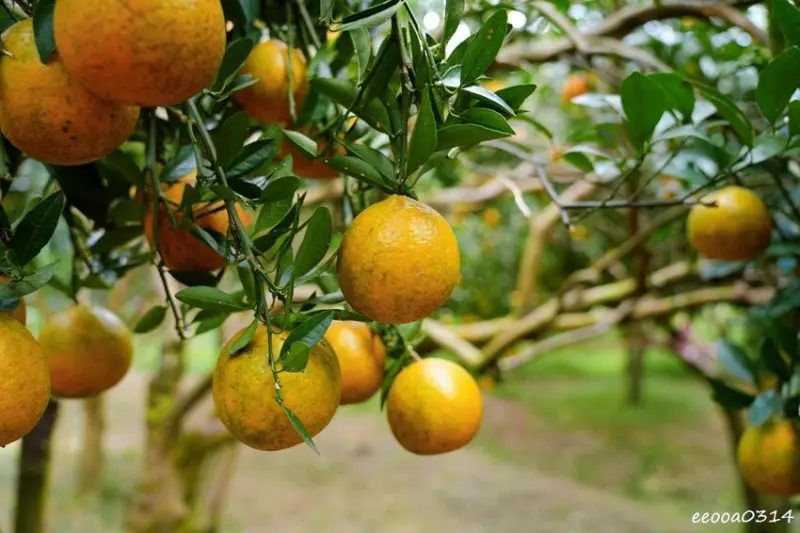 新竹採橘子「東山農園」，砂糖橘、桶柑、茂谷柑應有盡有，現採現