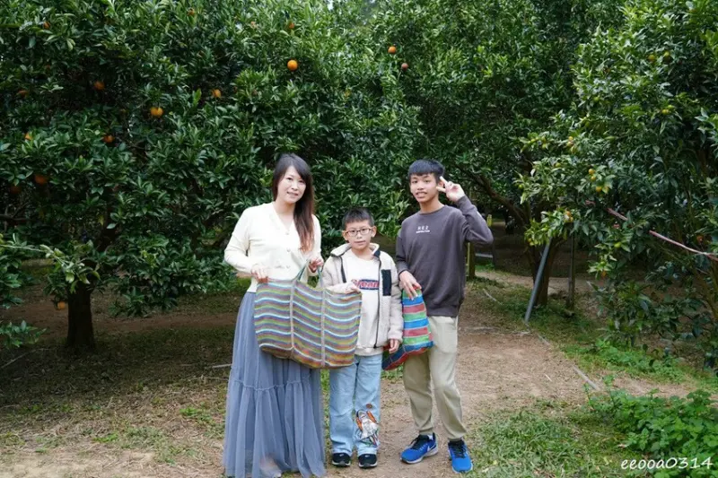 新竹採橘子「東山農園」，砂糖橘、桶柑、茂谷柑應有盡有，現採現