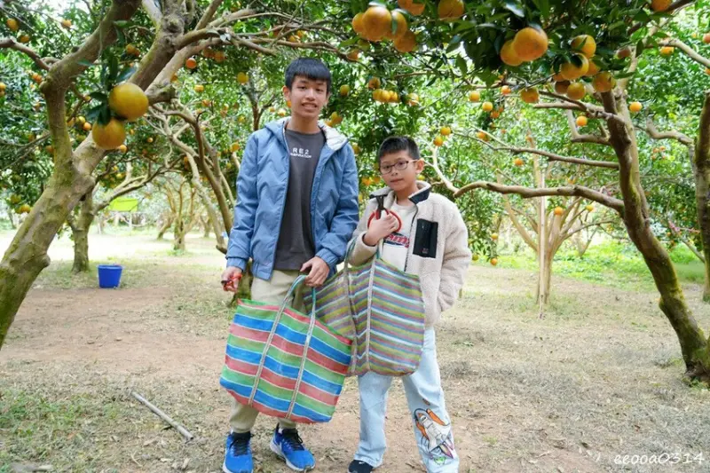 新竹採橘子「東山農園」，砂糖橘、桶柑、茂谷柑應有盡有，現採現