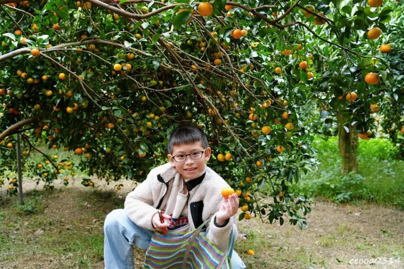 新竹採橘子「東山農園」，砂糖橘、桶柑、茂谷柑應有盡有，現採現