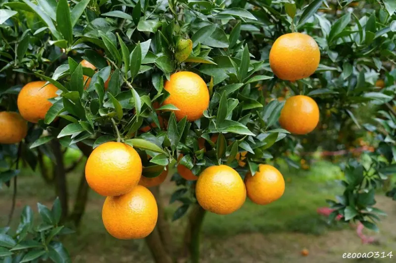 新竹採橘子「東山農園」，砂糖橘、桶柑、茂谷柑應有盡有，現採現