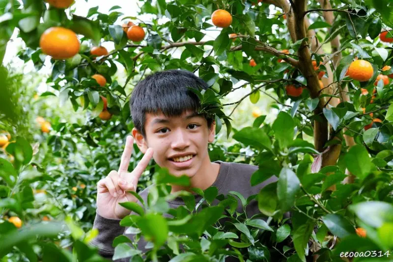 新竹採橘子「東山農園」，砂糖橘、桶柑、茂谷柑應有盡有，現採現