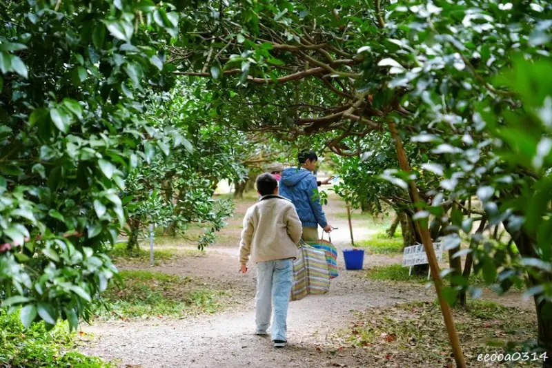 新竹採橘子「東山農園」，砂糖橘、桶柑、茂谷柑應有盡有，現採現