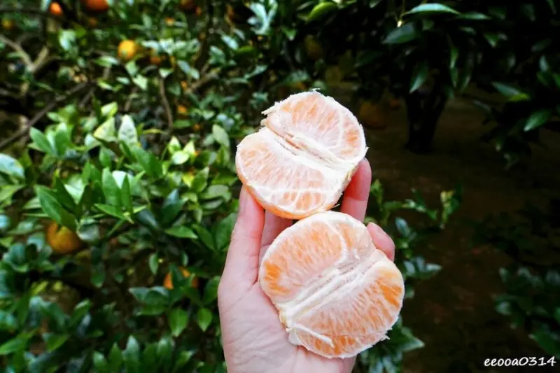 新竹採橘子「東山農園」，砂糖橘、桶柑、茂谷柑應有盡有，現採現
