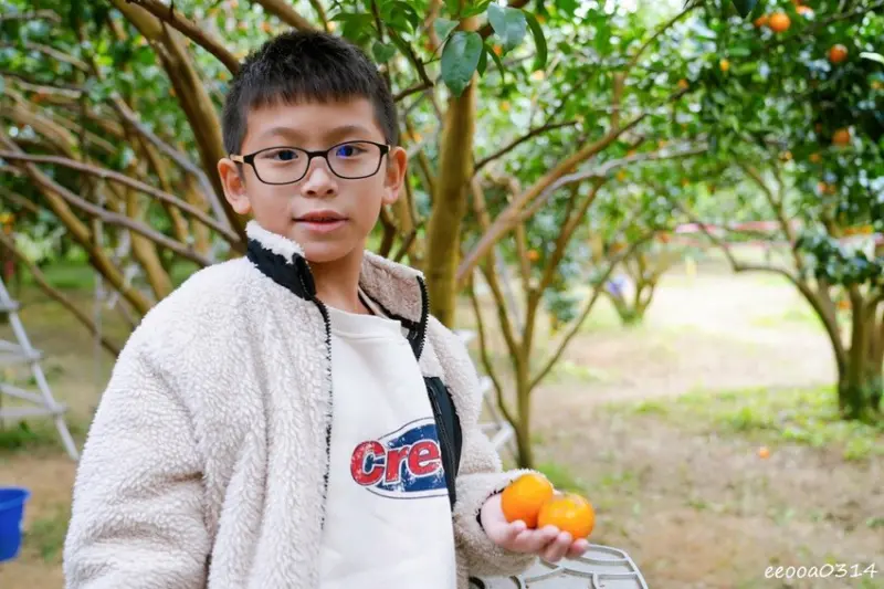 新竹採橘子「東山農園」，砂糖橘、桶柑、茂谷柑應有盡有，現採現