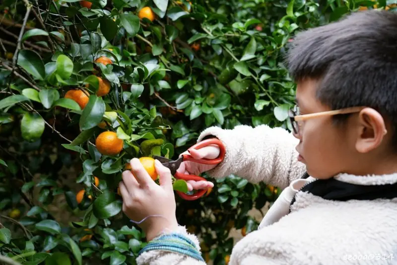 新竹採橘子「東山農園」，砂糖橘、桶柑、茂谷柑應有盡有，現採現