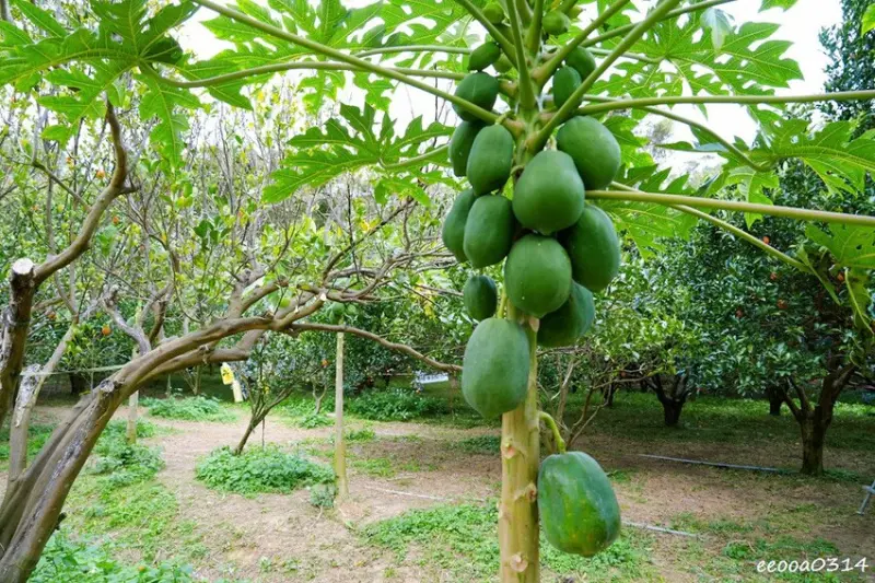 新竹採橘子「東山農園」，砂糖橘、桶柑、茂谷柑應有盡有，現採現