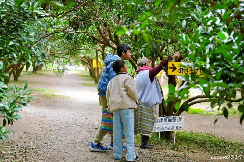 新竹採橘子「東山農園」，砂糖橘、桶柑、茂谷柑應有盡有，現採現