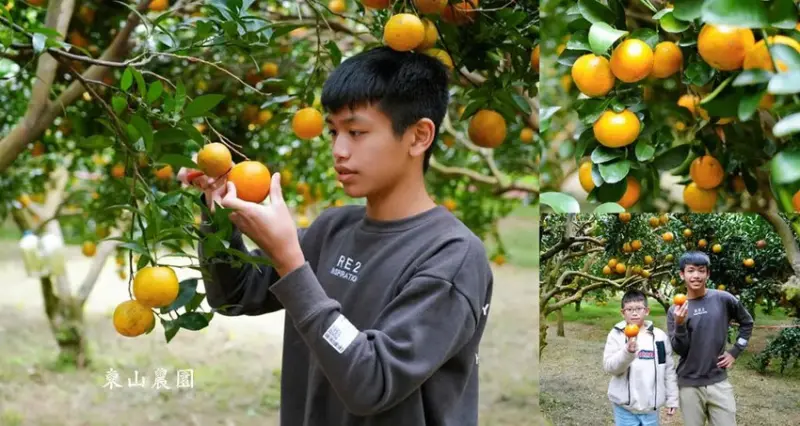 新竹採橘子「東山農園」，砂糖橘、桶柑、茂谷柑應有盡有，現採現