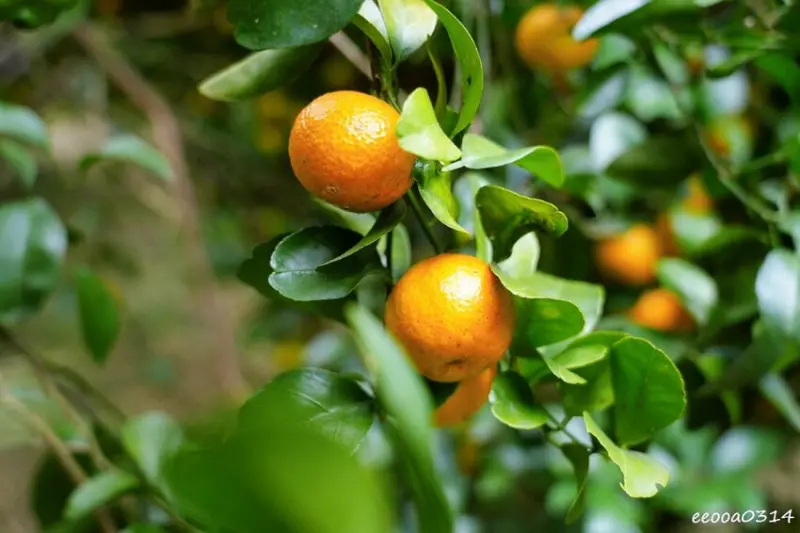 新竹採橘子「東山農園」，砂糖橘、桶柑、茂谷柑應有盡有，現採現