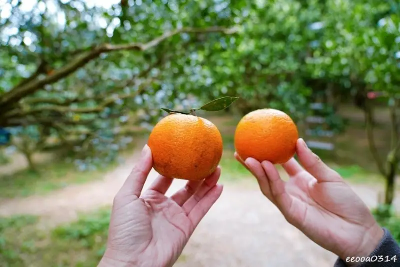 新竹採橘子「東山農園」，砂糖橘、桶柑、茂谷柑應有盡有，現採現