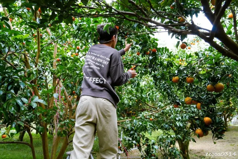 新竹採橘子「東山農園」，砂糖橘、桶柑、茂谷柑應有盡有，現採現