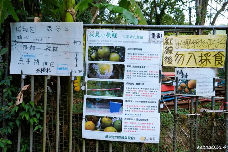 新竹採橘子「東山農園」，砂糖橘、桶柑、茂谷柑應有盡有，現採現