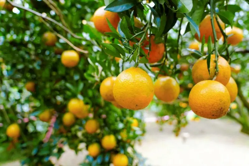 新竹採橘子「東山農園」，砂糖橘、桶柑、茂谷柑應有盡有，現採現