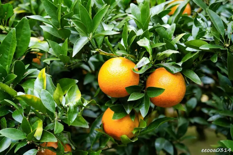 新竹採橘子「東山農園」，砂糖橘、桶柑、茂谷柑應有盡有，現採現