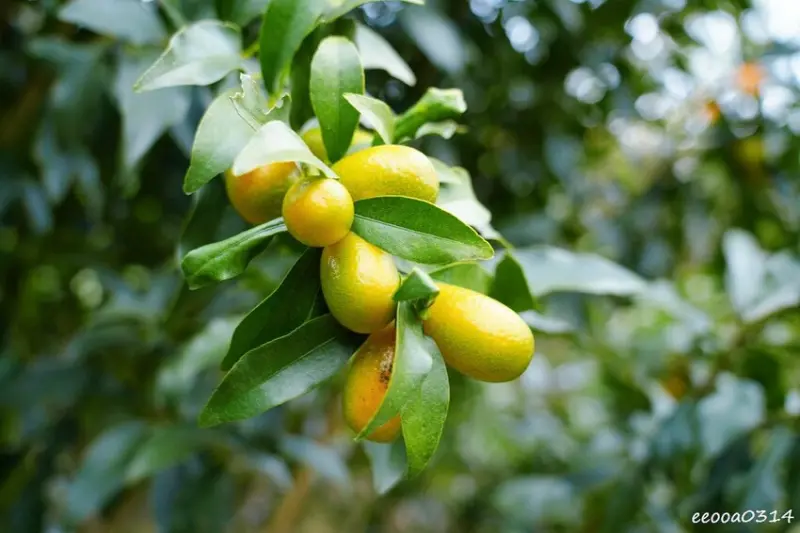新竹採橘子「東山農園」，砂糖橘、桶柑、茂谷柑應有盡有，現採現