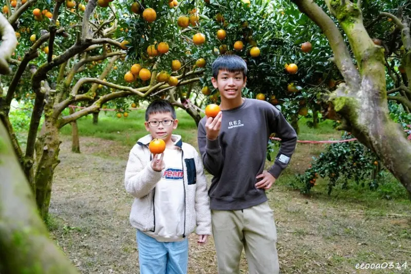 新竹採橘子「東山農園」，砂糖橘、桶柑、茂谷柑應有盡有，現採現